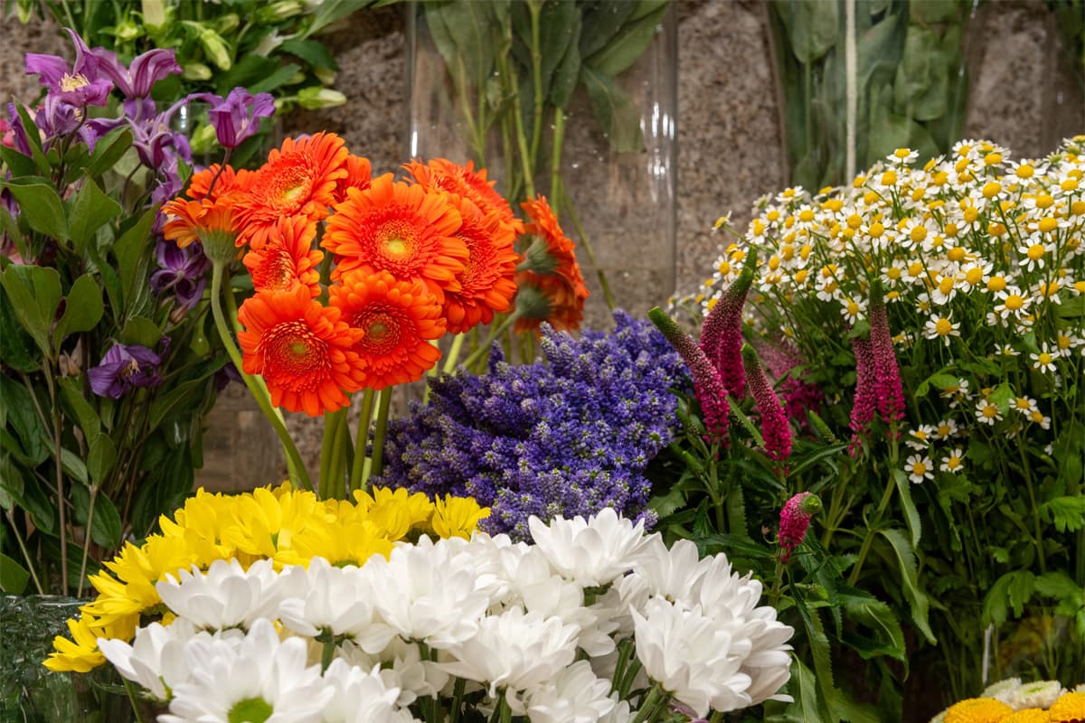 Compra de plantas online