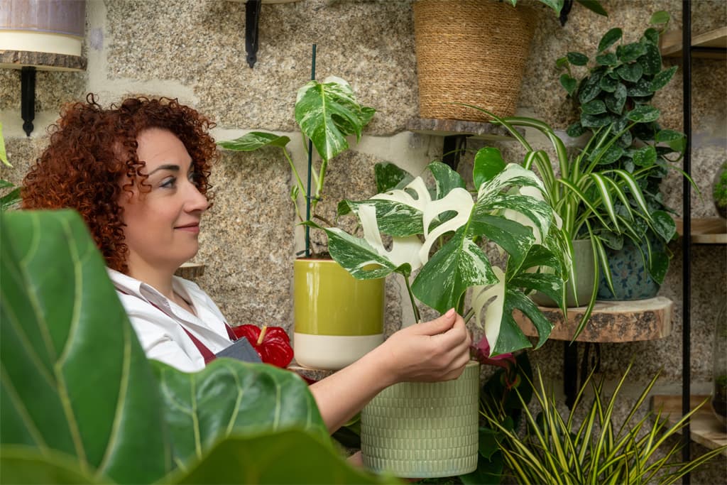 Comprar plantas online