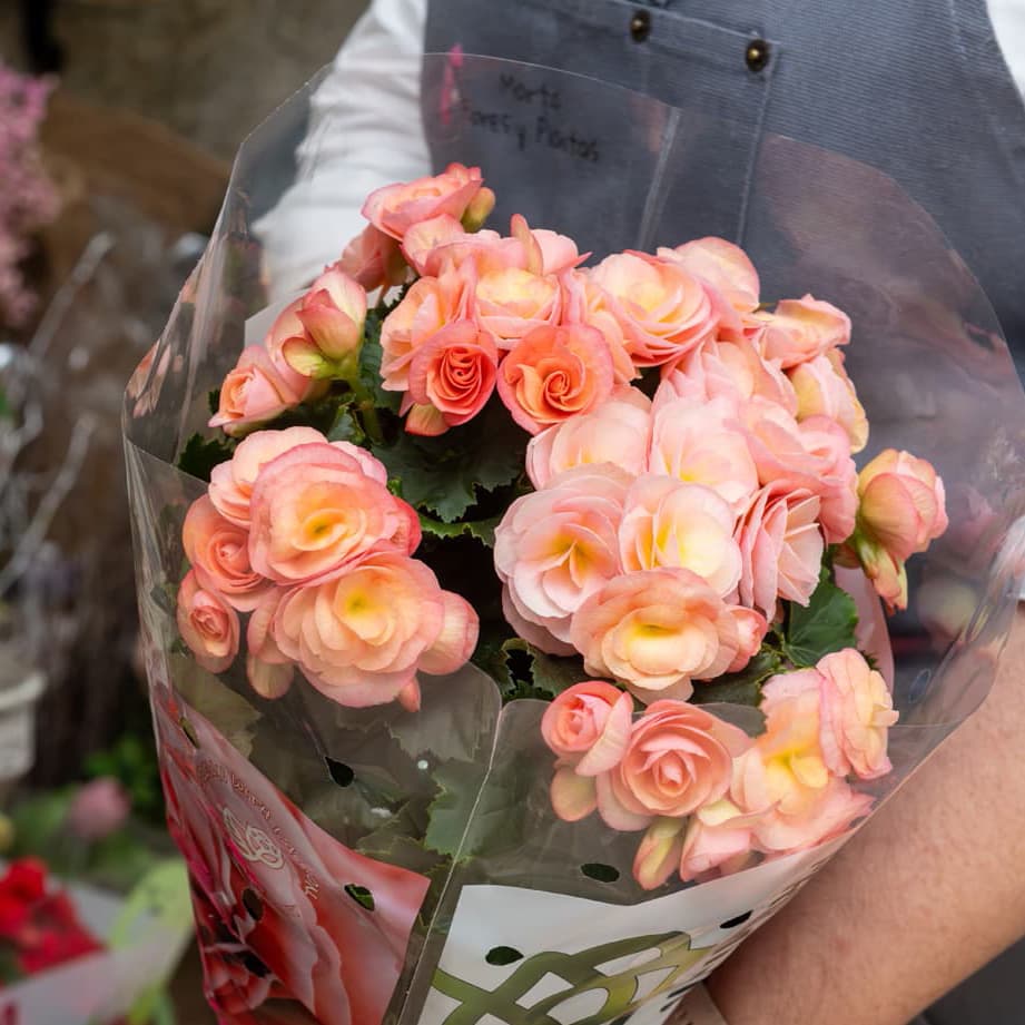 Regalar flores en Vigo