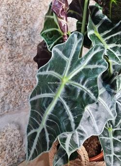 Alocasia Polly con maceta de rafia - Imagen 2