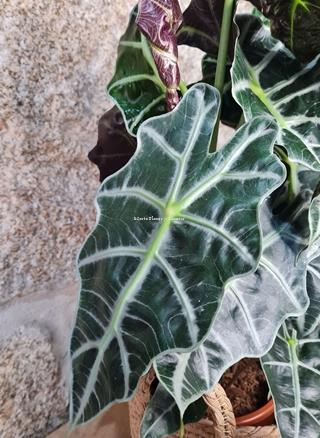 Alocasia Polly con maceta de rafia - Imagen 2