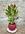 ANTHURIUM In Love ( con maceta) - Imagen 1