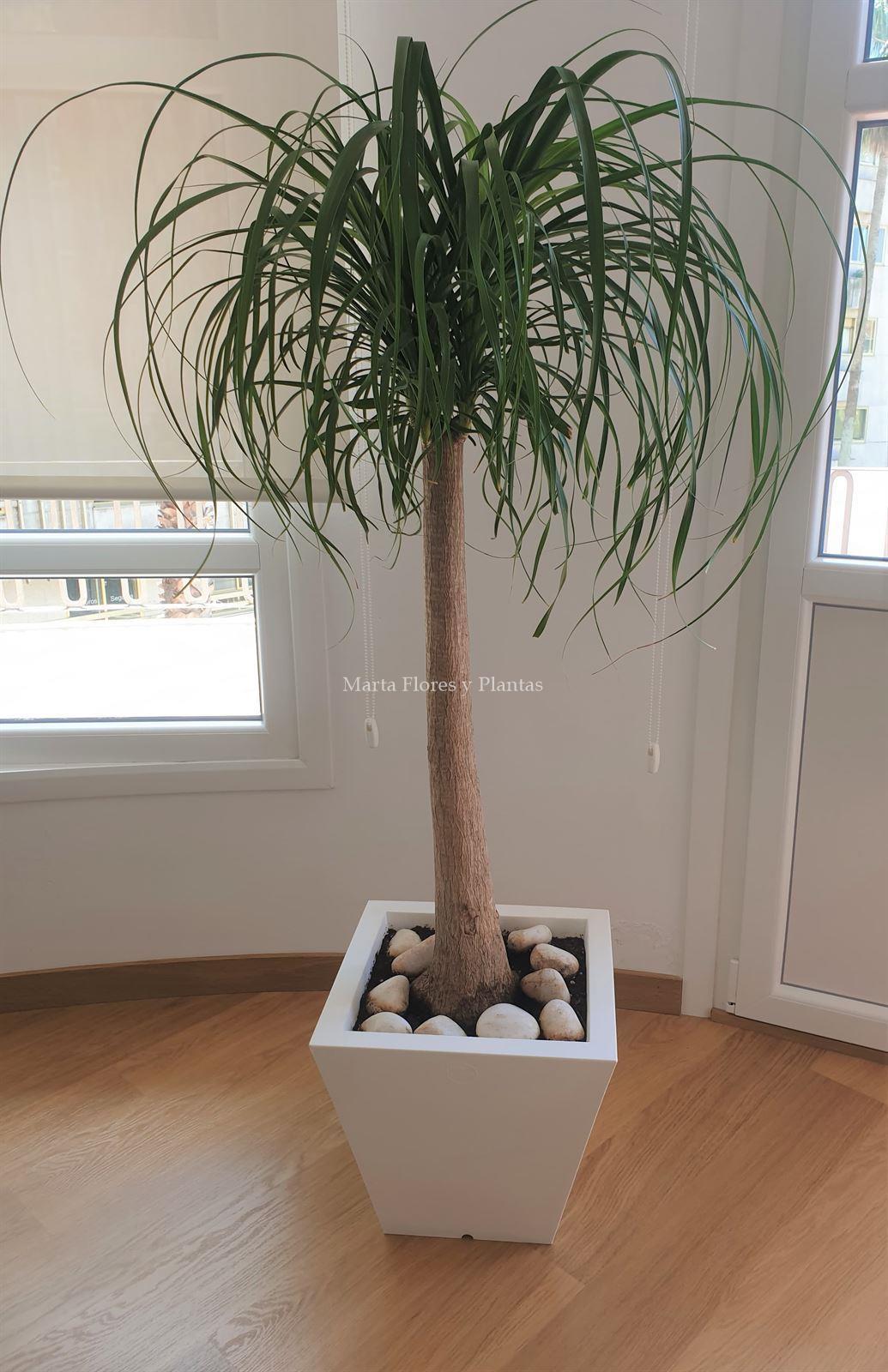 Beaucarrea Nolina - Imagen 1