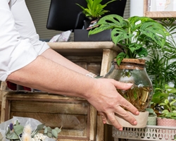 3 consejos si tienes plantas y mascotas en casa