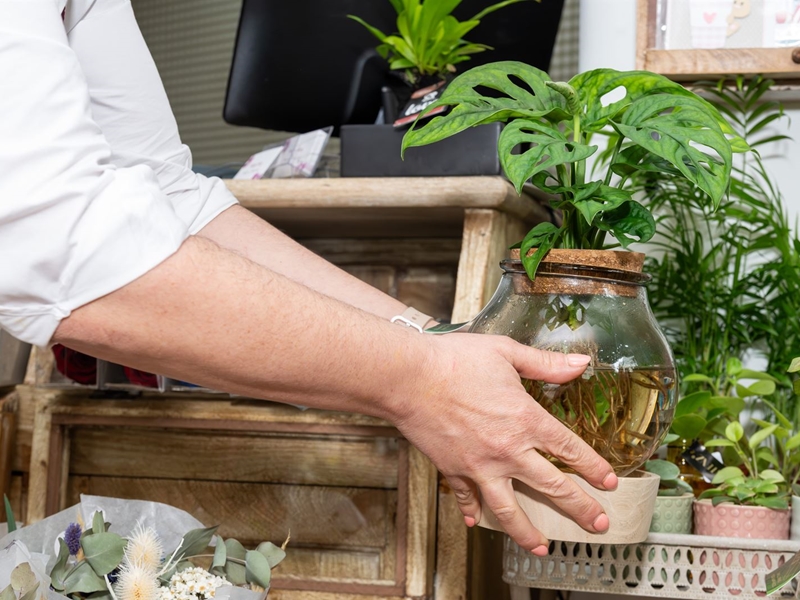 3 consejos si tienes plantas y mascotas en casa