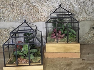 5 razones por las que un terrario es el mejor regalo