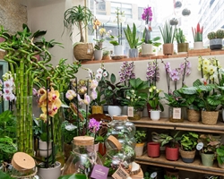 6 cuidados básicos para mantener tus plantas perfectas en verano