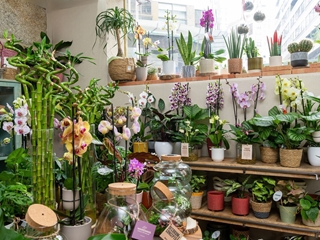 6 cuidados básicos para mantener tus plantas perfectas en verano