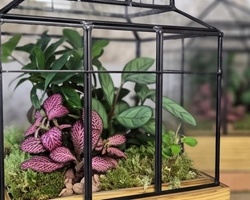 6 plantas ideales para poner dentro de un terrario de cristal