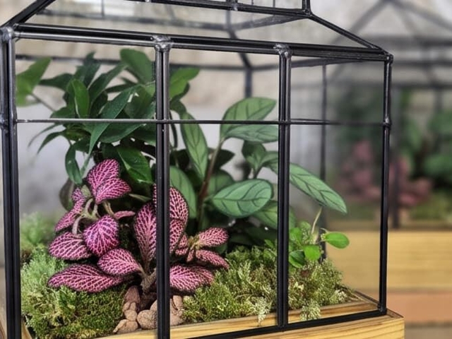 6 plantas ideales para poner dentro de un terrario de cristal