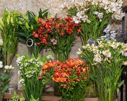 7 flores perfectas para regalar en primavera que nunca fallan
