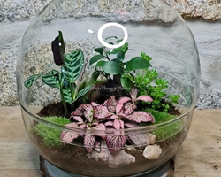 ¿Buscas una alternativa a las flores este Día de la Madre? ¡Elige nuestras plantas y terrarios! 