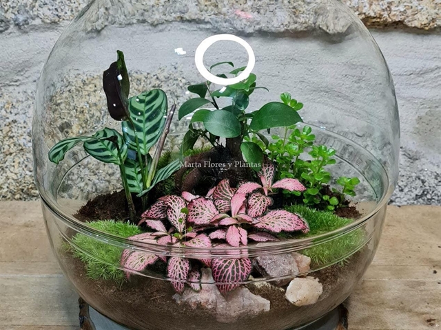 ¿Buscas una alternativa a las flores este Día de la Madre? ¡Elige nuestras plantas y terrarios! 