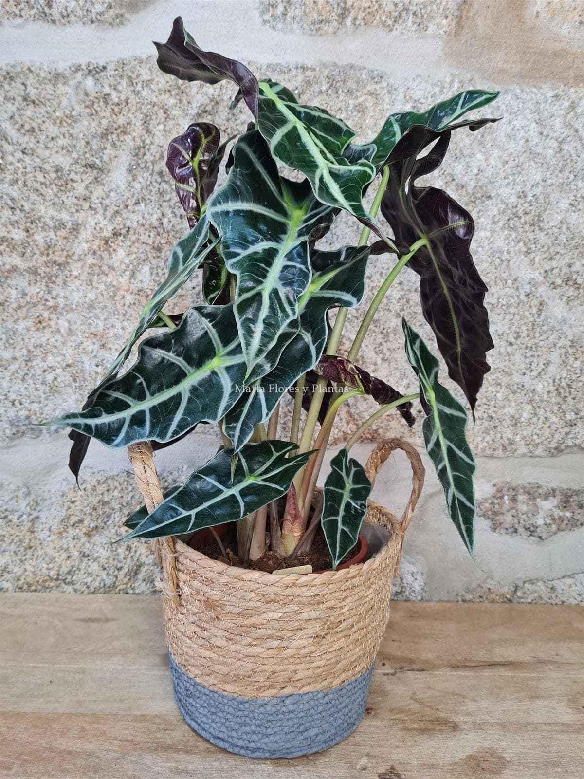 ¿Buscas una alternativa a las flores este Día de la Madre? ¡Elige nuestras plantas y terrarios! - Imagen 1