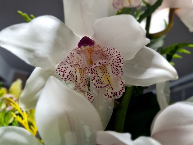 Cimbidium blanco 