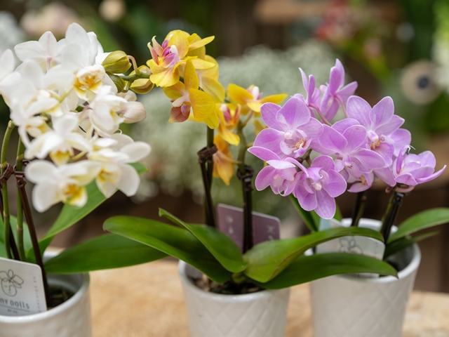 ¿Cómo saber qué rincón de la casa es mejor para nuestras plantas?