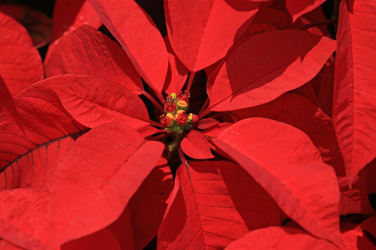 ¿Con qué flores naturales podemos decorar nuestra casa esta Navidad? - Imagen 1