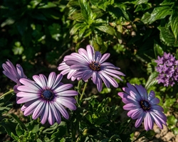 Consejos para el cuidado de las flores y plantas durante los meses de sol y calor