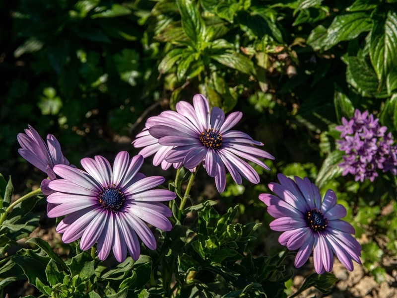 Consejos para el cuidado de las flores y plantas durante los meses de sol y calor