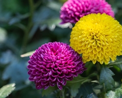 ¿Cuáles son las flores y plantas más icónicas en otoño e invierno?