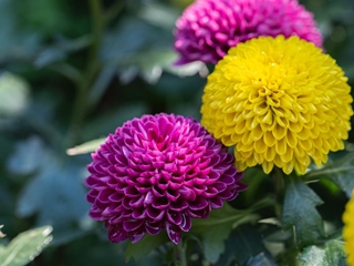¿Cuáles son las flores y plantas más icónicas en otoño e invierno?