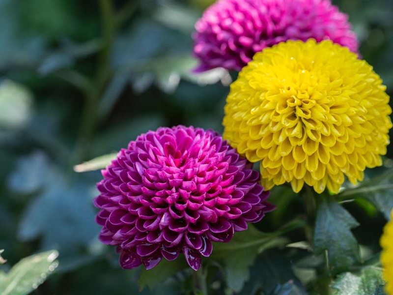 ¿Cuáles son las flores y plantas más icónicas en otoño e invierno?