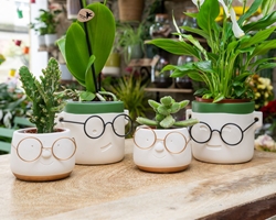 Cuidados para las plantas en el cambio de estación