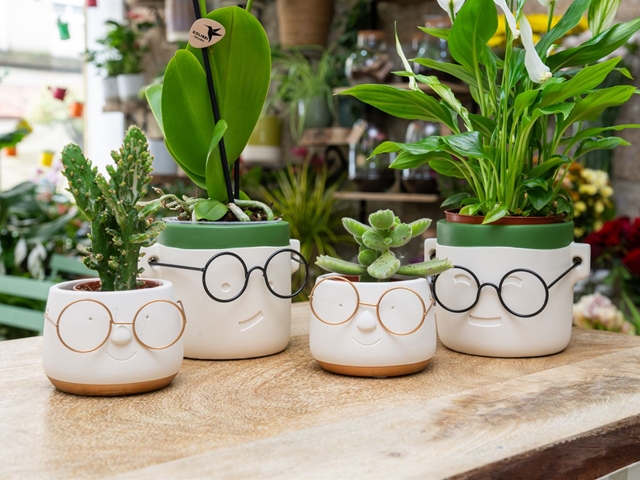 Cuidados para las plantas en el cambio de estación