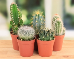 Curiosidades sobre los cactus