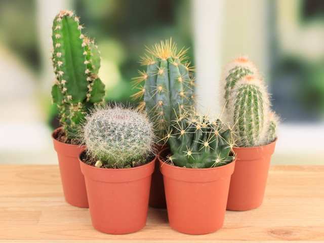 Curiosidades sobre los cactus