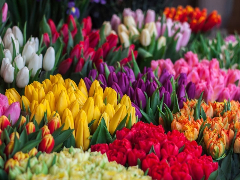 Eventos primaverales: ¿qué flores no pueden faltar?