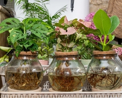 ¿Hay que cuidar los terrarios?