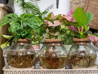 ¿Hay que cuidar los terrarios?