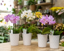 ¿Las flores pueden reflejar tu personalidad?