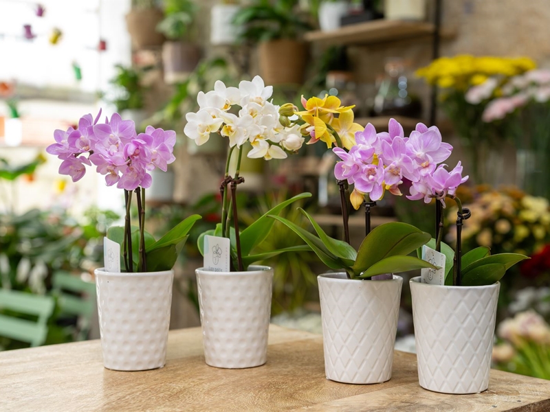 ¿Las flores pueden reflejar tu personalidad?