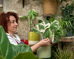 Las mejores plantas para zonas con poca luz natural en el hogar