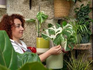 Las mejores plantas para zonas con poca luz natural en el hogar