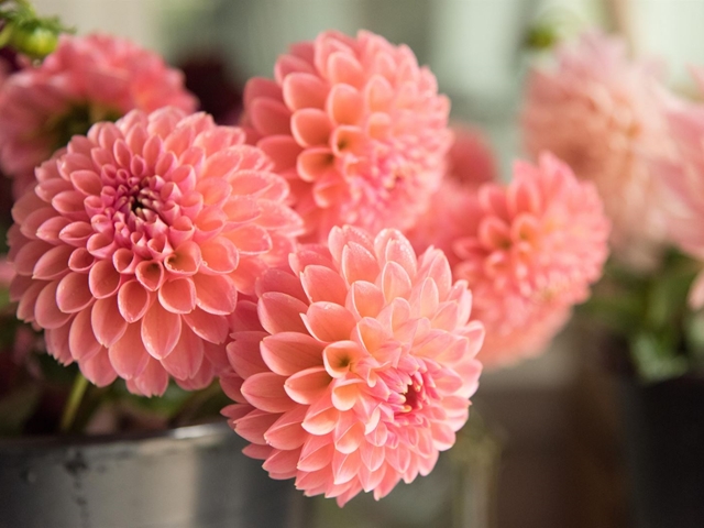¡Llena tu casa de otoño con las flores más típicas!