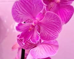 Phalanopsis: conoce los cuidados de este tipo de orquídea