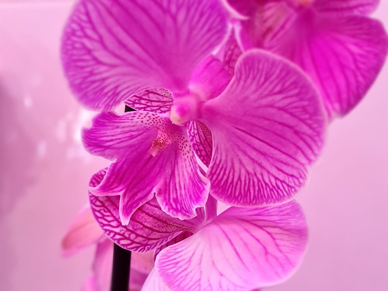 Phalanopsis: conoce los cuidados de este tipo de orquídea