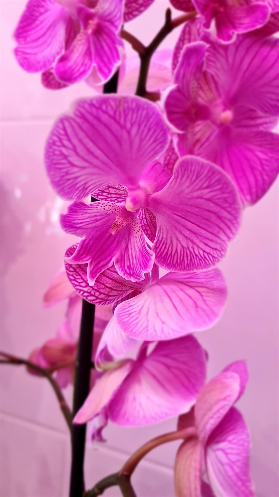 Phalanopsis: conoce los cuidados de este tipo de orquídea - Imagen 1