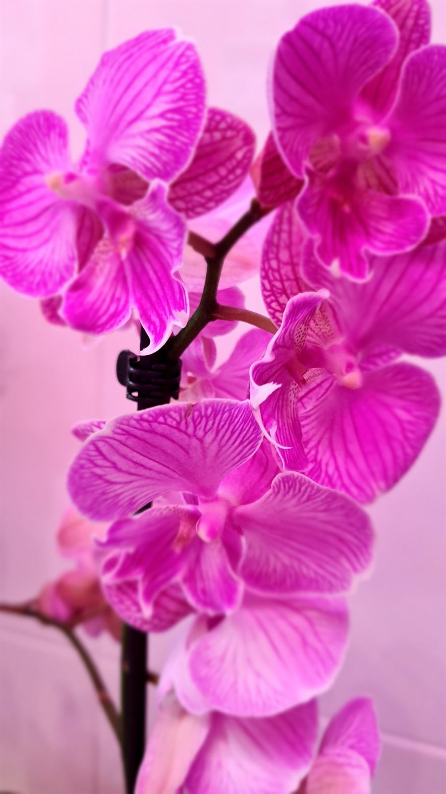 Phalanopsis: conoce los cuidados de este tipo de orquídea - Imagen 2