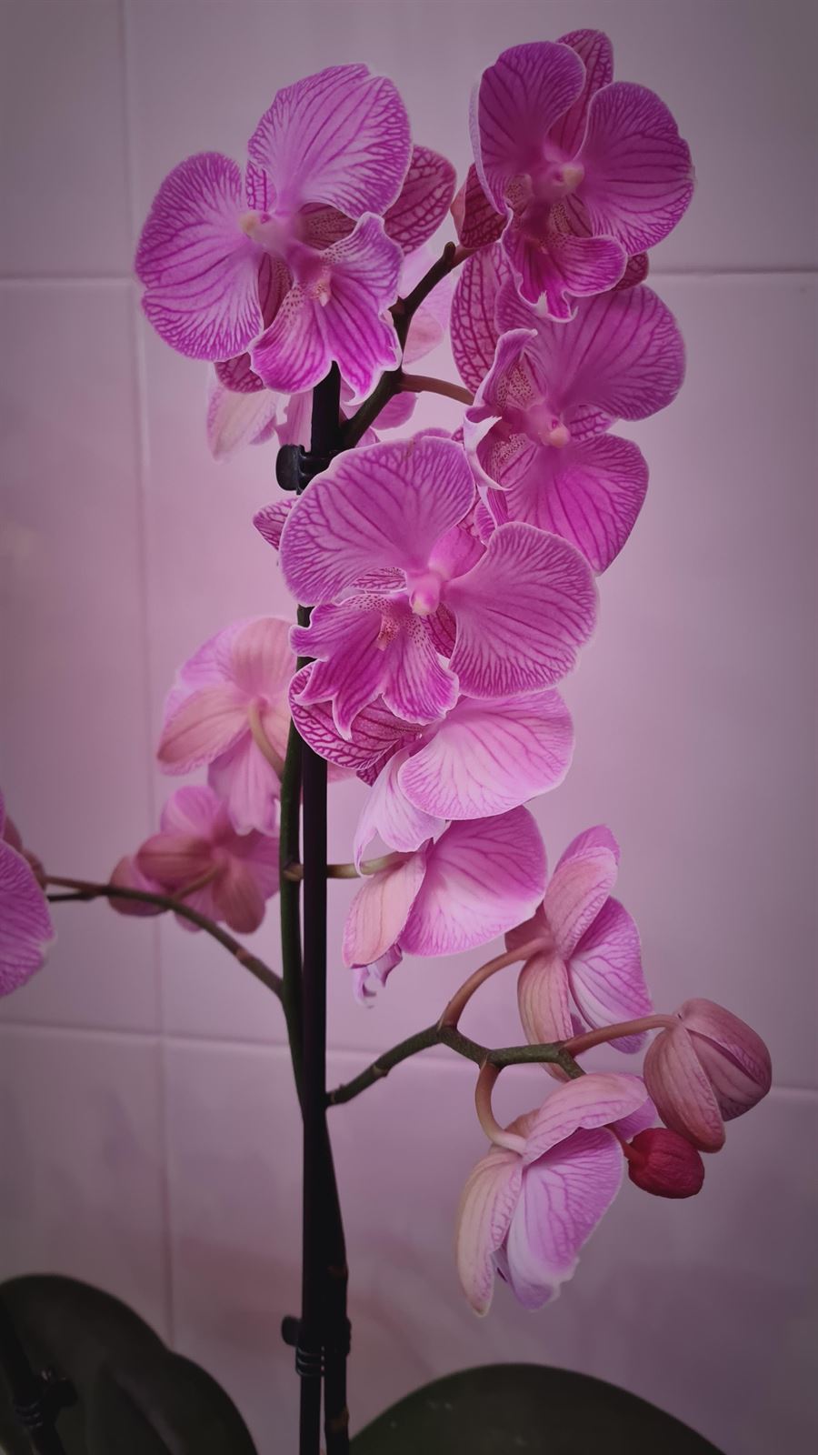Phalanopsis: conoce los cuidados de este tipo de orquídea - Imagen 3