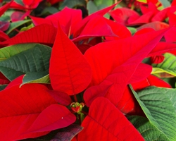 Poinsettias y sus cuidados