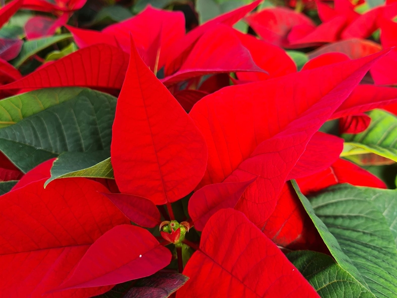 Poinsettias y sus cuidados