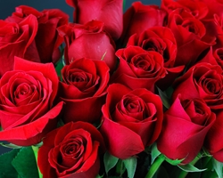 ¿Por qué las rosas son el símbolo del amor?