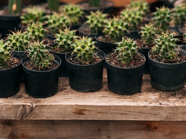 ¿Por qué los cactus son un buen regalo?