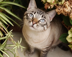 ¿Qué plantas se deben evitar en casa si se tienen mascotas por su salud?