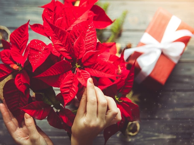 ¡Regala flores en Navidad con Marta Flores y Plantas!