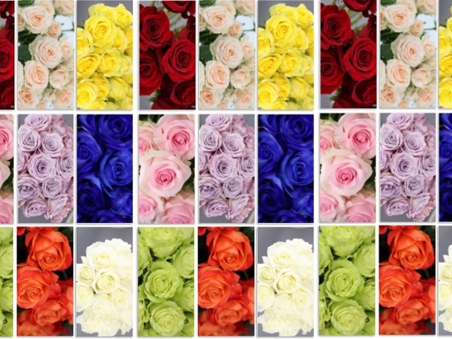 Rosas ....el significado según su color